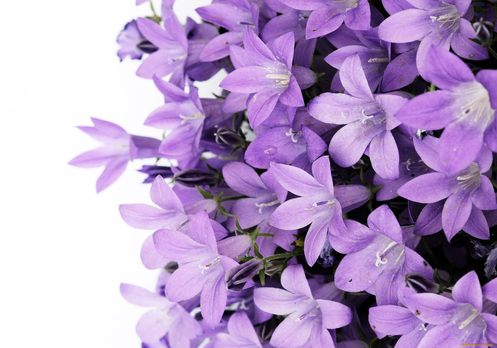 , , , bouquet, violet, flowers, purple, bluebell, bellflower, campanula, lilac, bell, , , , 